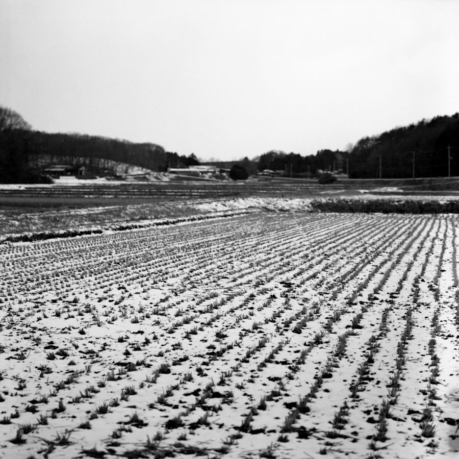 雪の積もった田んぼ