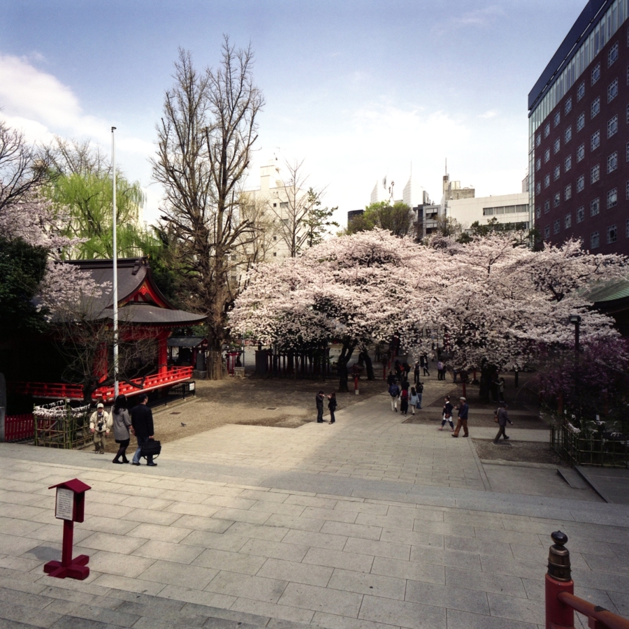 花園神社の桜
