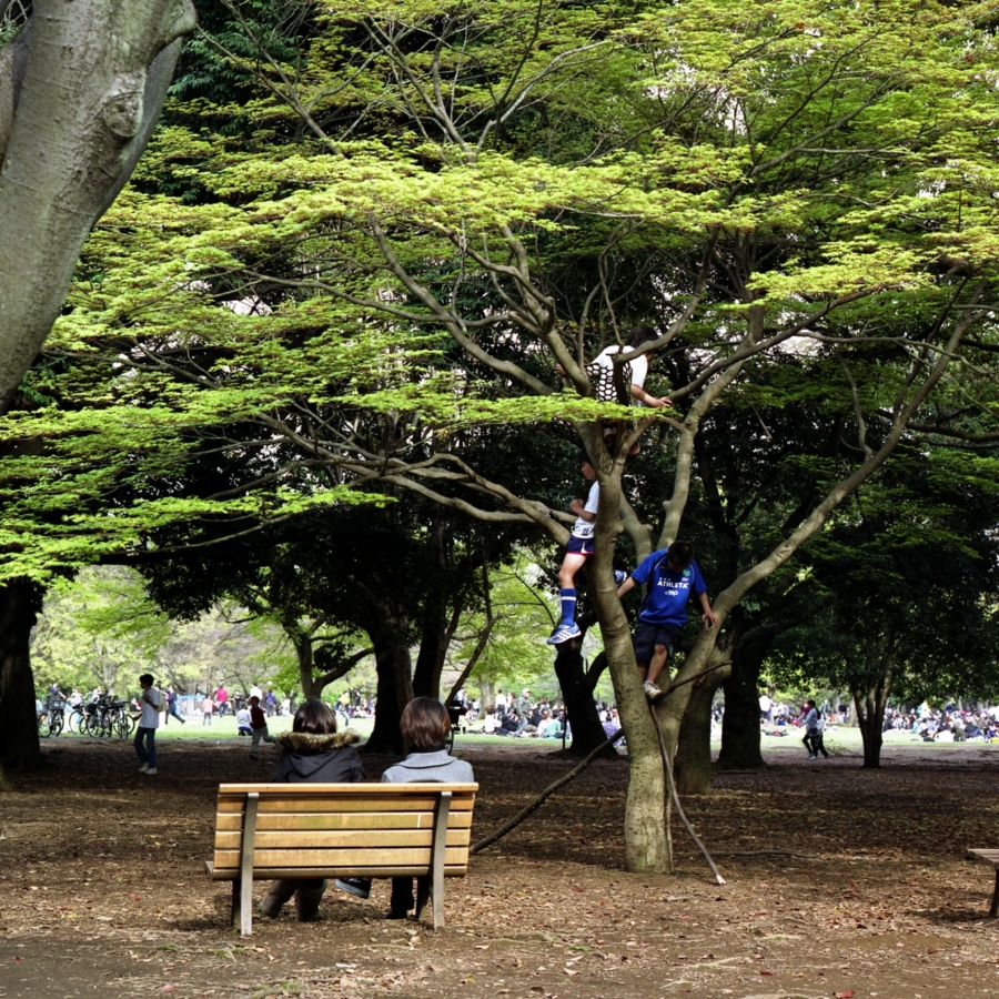 木に登る3人の少年と、それを見つめるカップル