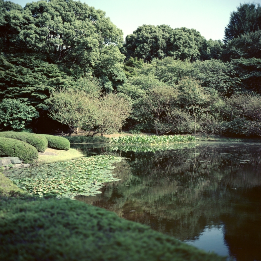 皇居 二の丸庭園 池