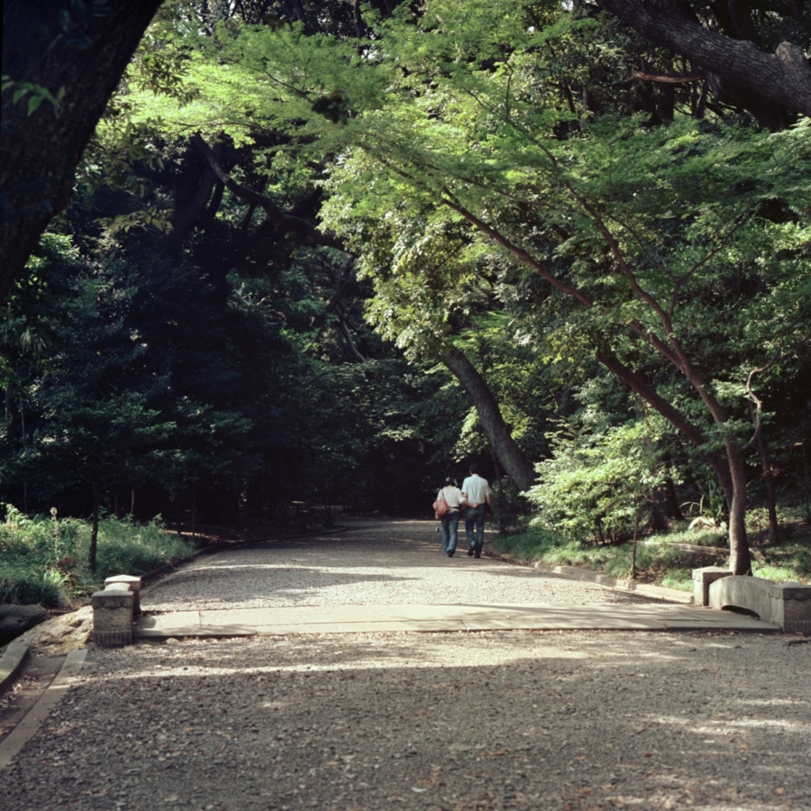 旧古河庭園 日本庭園 馬車道