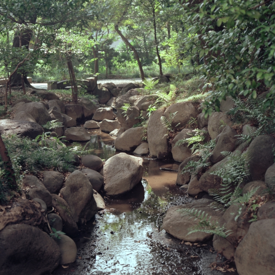 旧古河庭園 日本庭園 水路