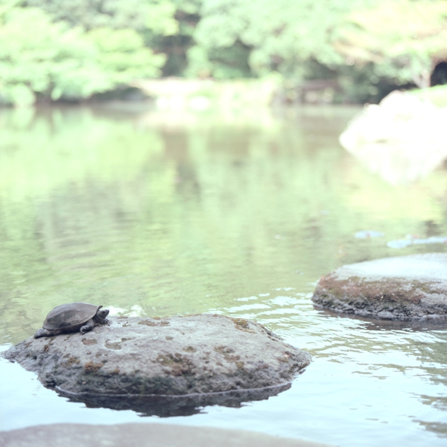 旧古河庭園 日本庭園 心字池 亀