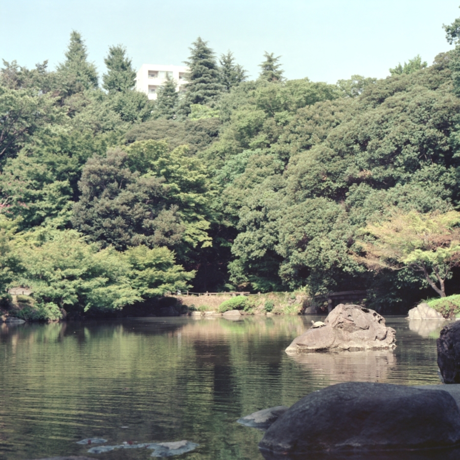 旧古河庭園 日本庭園 心字池