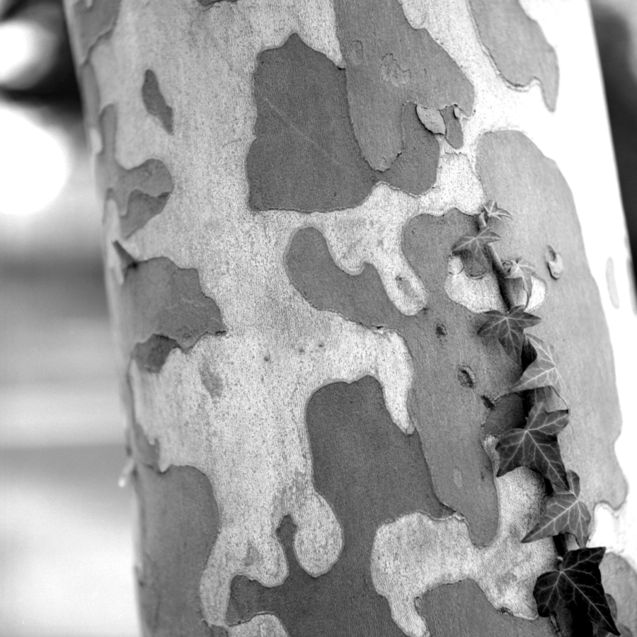 プラタナスの樹皮