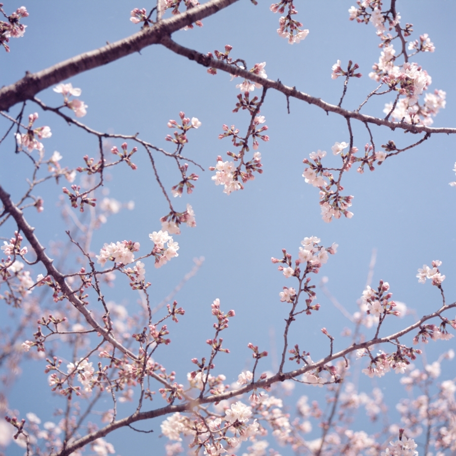 桜の枝と花