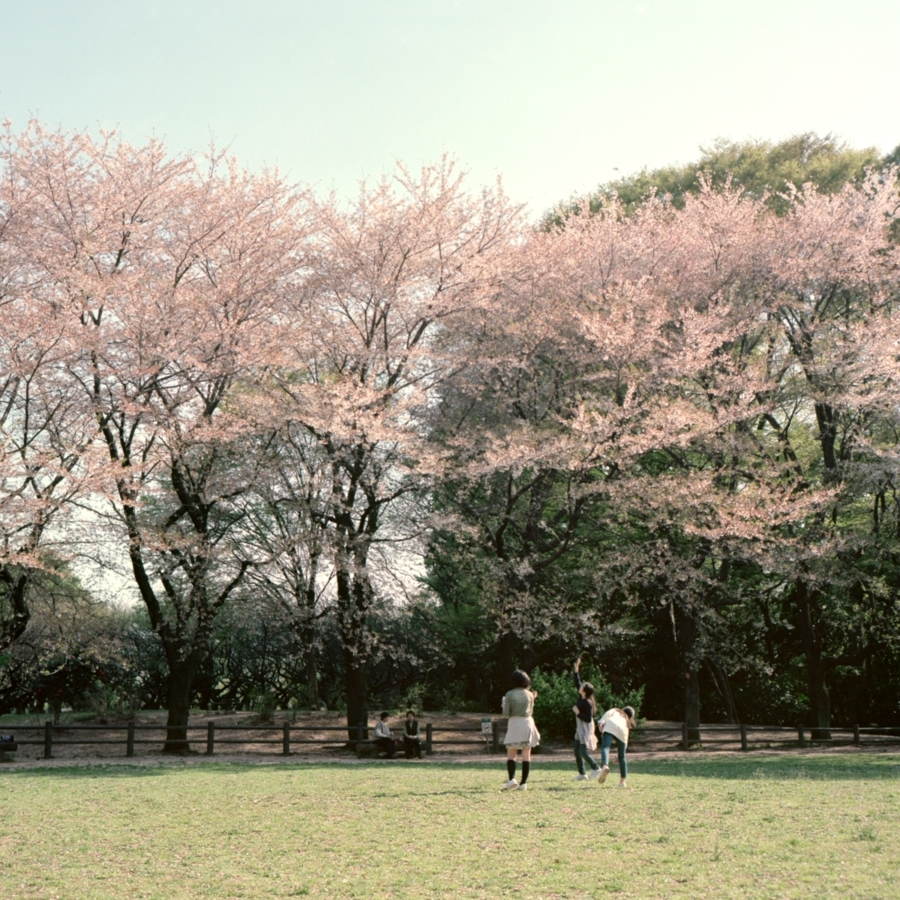 風に舞う桜の花びらをつかもうとする女の子たち