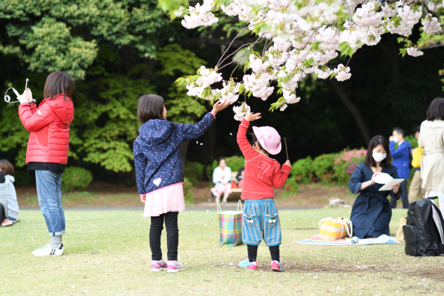 お花見で桜の枝に触れる子どもたち