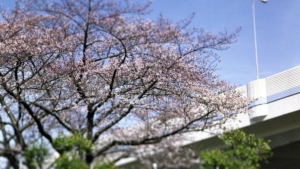 桜と首都高