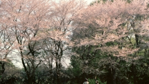 風に舞う桜の花びらをつかもうとする女の子たち